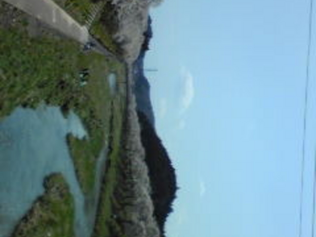 夏井千本桜