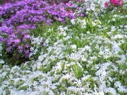 肦̏ac͔Ȏō̓eʐ^1