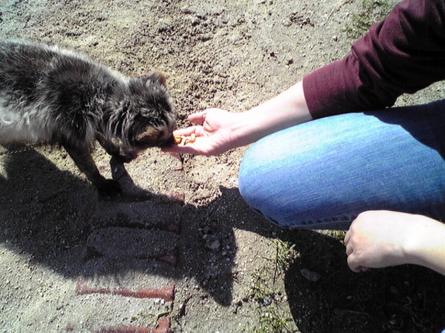 �k���˖q��