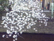 hamusoya703.nao.513@docomo.ne.jp̖kzJ̍̓eʐ^1