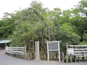 񂳂̎OЂ̃LNZC̓eʐ^1