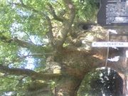 o(^-^)o̕Q{iӂ낤j̓eʐ^1