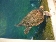 タ񂳂̓a݂ߔفuJb^v̓eʐ^1