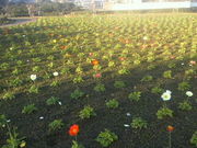 �݂�����񂮂݂₿���搶����̉ԙ��͔|�̓��e�ʐ^1