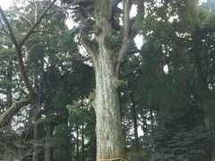 �����_�{�̎ʐ^1