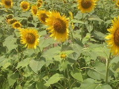 ̉w Ƃ}[KbgXe[V̎ʐ^1