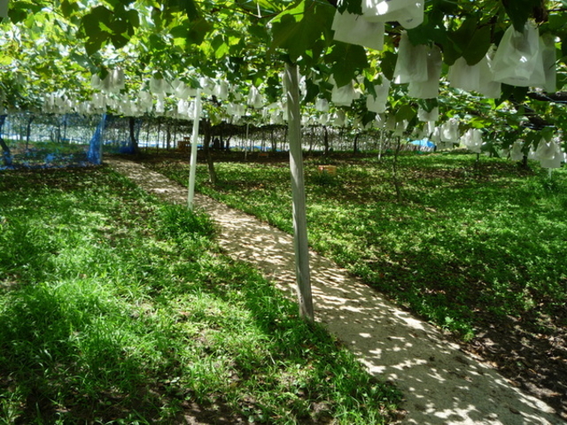 �@���΂Ԃǂ����