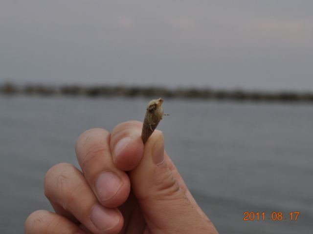 �X���C��