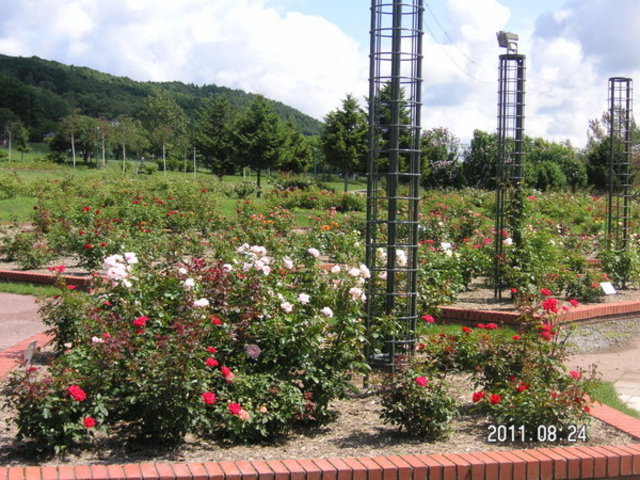 �k�C���O���[�������h�V���n