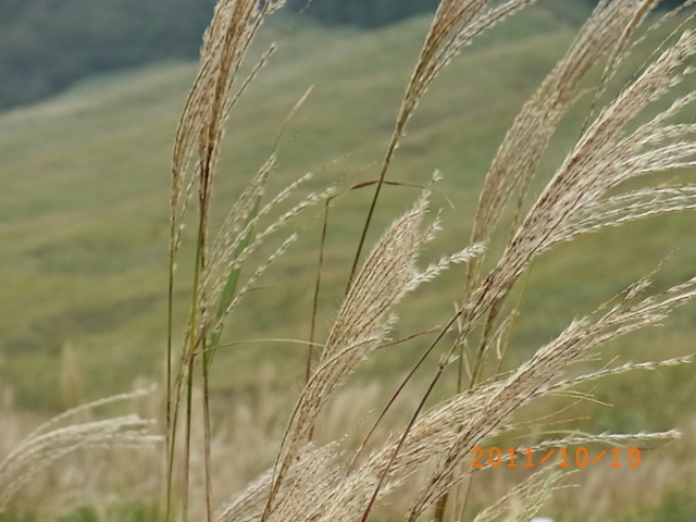 ��Ό�����