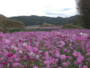 �f�t�m�a�n������̐V���E�z�R�Õ��Q�̓��e�ʐ^1