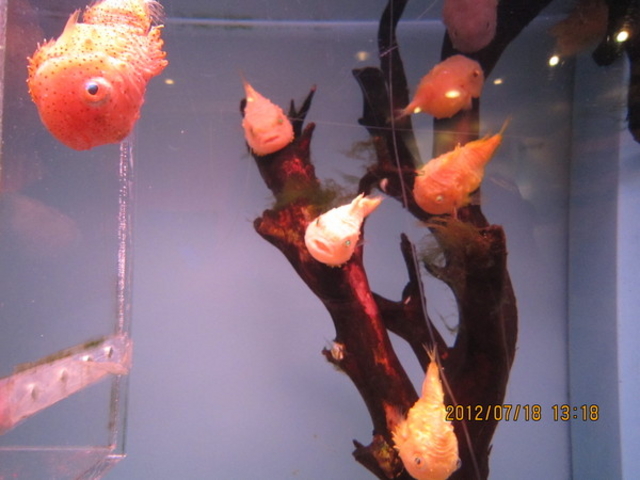 �I�z�[�c�N���X��