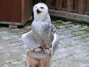 ܂񁙂񂳂̏]tH[Qp[N̓eʐ^1