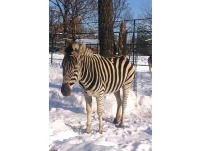 ���тЂ듮����