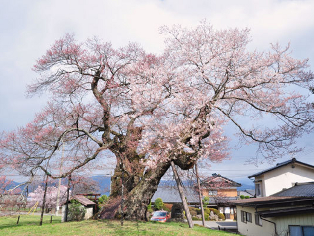 cocott̒]̃GhqKUNij̓eʐ^1