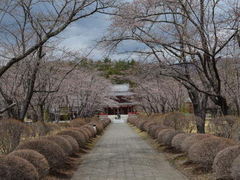 星見人さんの蓼科山聖光寺の桜の投稿写真1