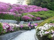 ger531̑ca̋u̓eʐ^1