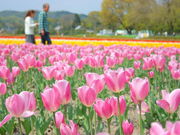 ݂ꂳ̍ݑOc̃`[bv̓eʐ^1