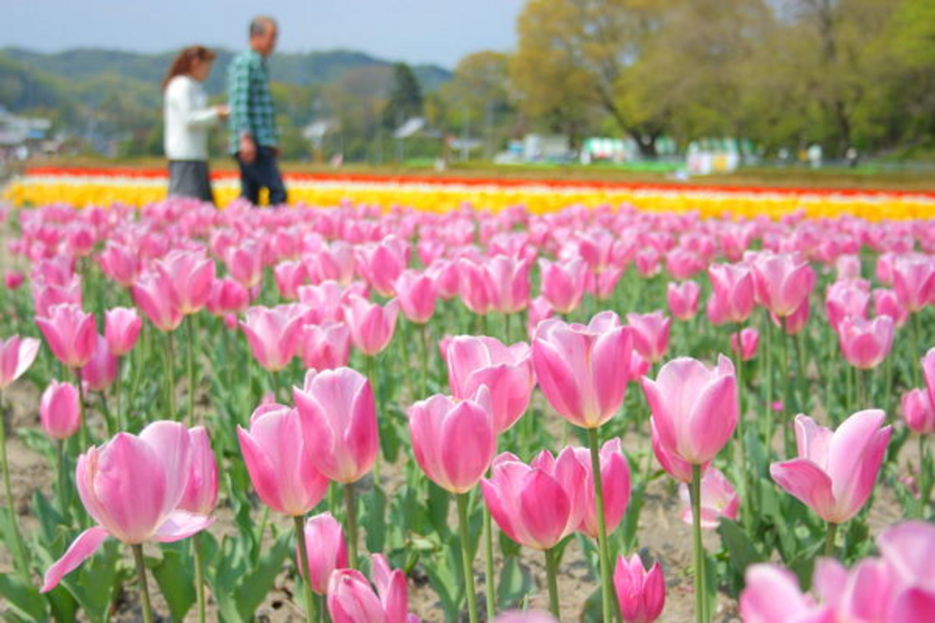 根搦み前水田のチューリップ