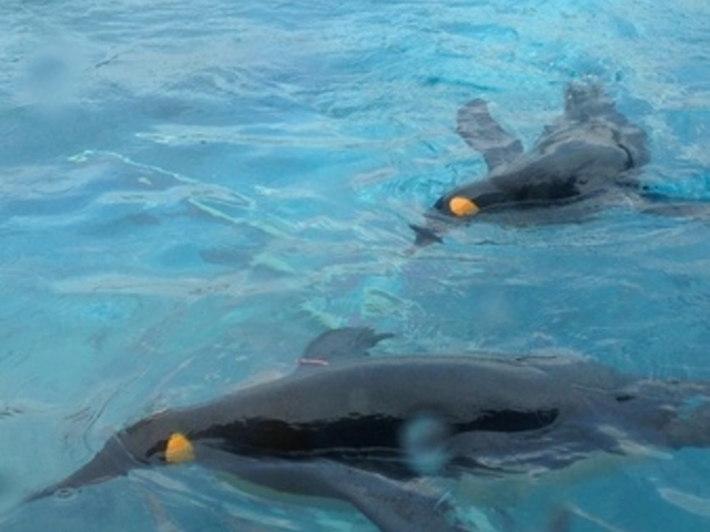 ���R������