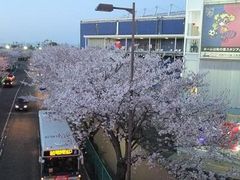 ���ڂ���̖��̑f�X�^�W�A���ւ̓��e�ʐ^1