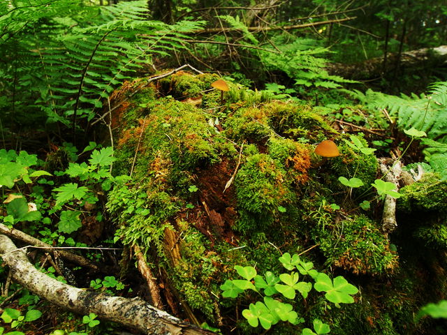 l̂肳̎Ilg[Rx{т̓eʐ^1