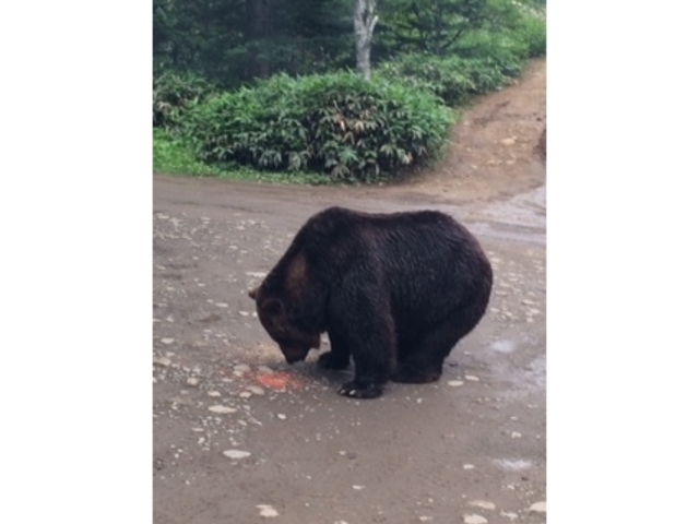 �T�z�����]�[�g�@�x�A�E�}�E���e��