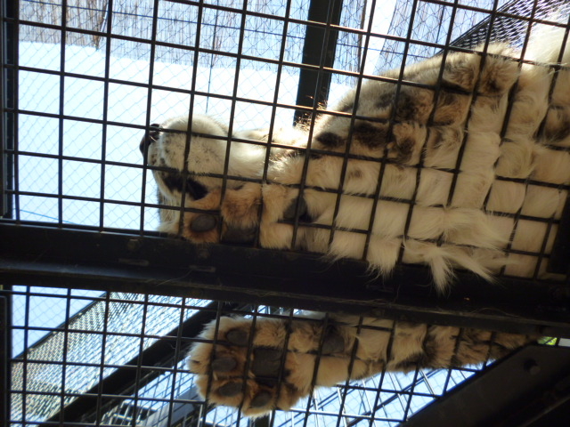 �`�[�^�[���^��ɁI�I���������ꂿ�Ⴂ�܂����B_���R������