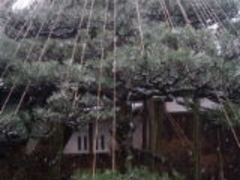 ���F�t�i���j�I�������j�̎ʐ^1