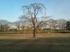 �x�R�����n���p�ق̎ʐ^1