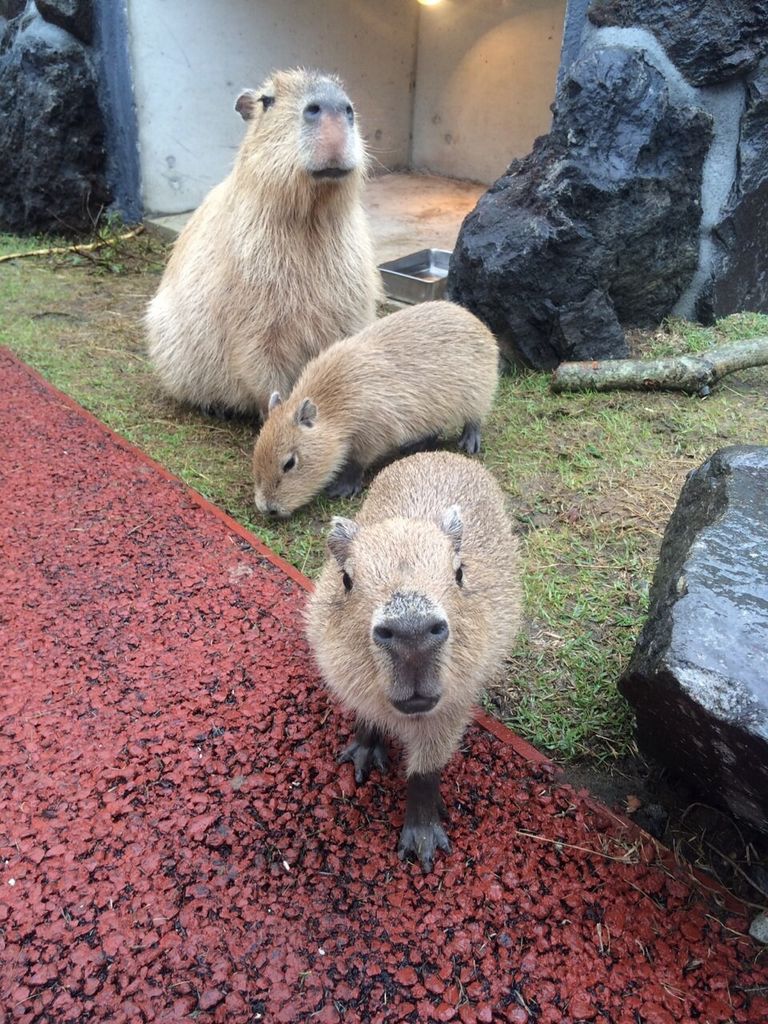 伊豆シャボテン公園