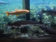 oȂ炳̎RxmN̗فiX̐فj̓eʐ^1