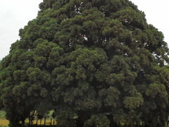 ͂`̏̑吙igg̖؁jւ̓eʐ^1