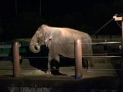 ôƂܓ@k݂̐X̓eʐ^1