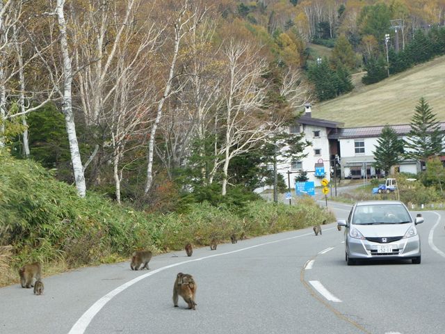 ���̑�s�i�B_�u�ꍂ���Ċz�R�X�L�[��