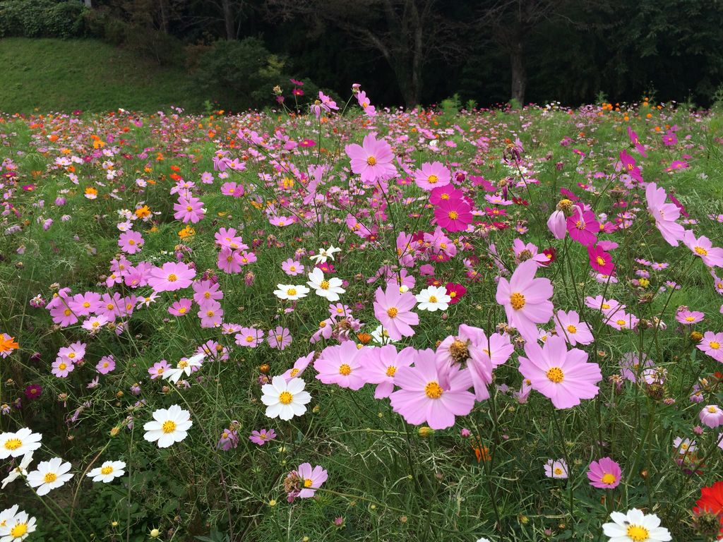 松山御本丸公園