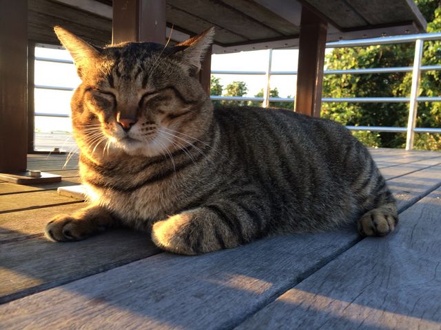 ҂΂炳̑DzW]̓eʐ^1