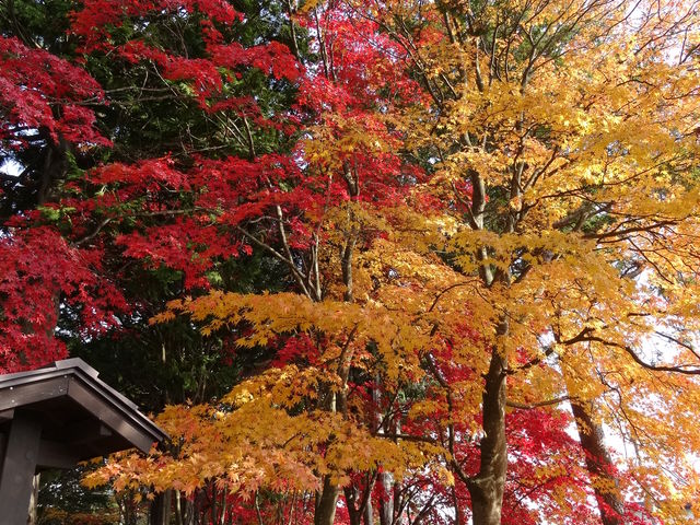 �΂ƐԂƉ��F�̌����ȃR���g���X�g_���������i���ቀ�j