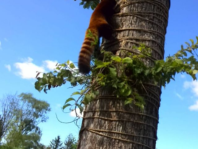 �O�ŗV�ԃ��b�T�[�p���_�I_�~�R������