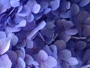 񂳂̐A@̃AWTC̓eʐ^2