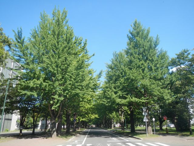 �C�`���E�̖�_�k��C�`���E����