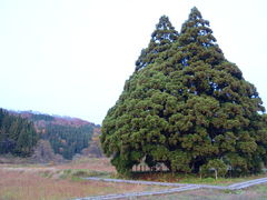 ȁ̑吙igg̖؁jւ̓eʐ^1