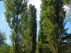 asamiy̖k|v؂ւ̓eʐ^1