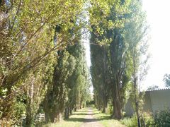 asamiy̖k|v؂ւ̓eʐ^2