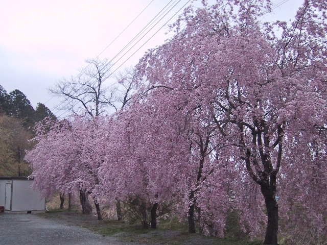 ��Ԓ����O�̔��d�}�����_�k���{�{�y�m��Ԑ_��