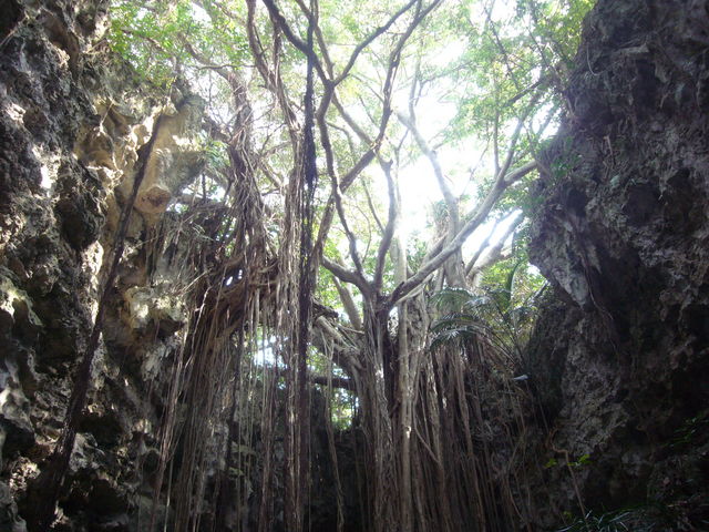 ȃKW}A_X܂ł̎pB_KK[̒J