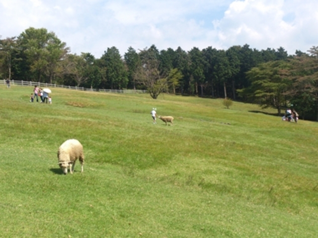 �܂����̖q��