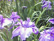 stefuny̋TȐҊ̓eʐ^2