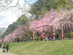 �Ԃ񂿂�񂳂�̔��؂̓��ւ̓��e�ʐ^1