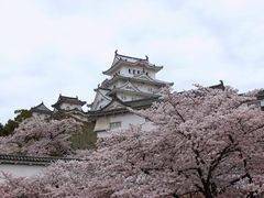 姫路城も周辺も桜が多くて満開_姫路城の桜